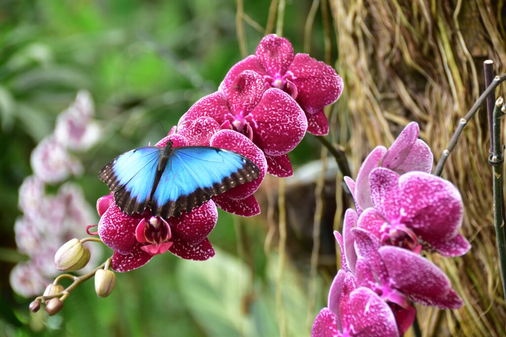 Modrý motýl sedící na orchideji.